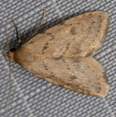 Dasyblemma straminea