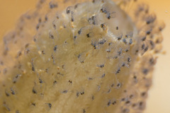 Entoprocta