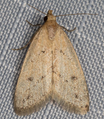 Dasyblemma straminea