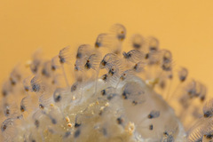 Entoprocta
