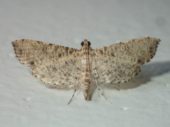 Massepha