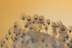 Entoprocta