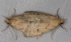 Dasyblemma straminea