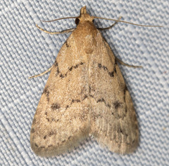 Dasyblemma straminea