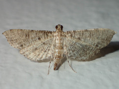 Massepha