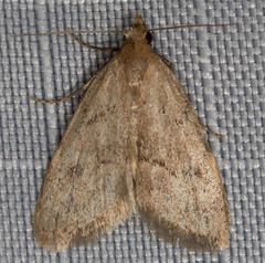 Dasyblemma straminea