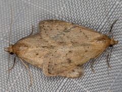 Dasyblemma straminea