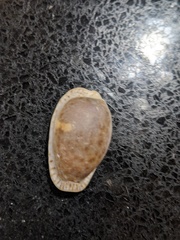Naria erosa