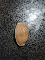 Naria erosa