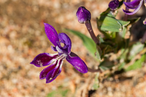 Lapeirousia jacquinii