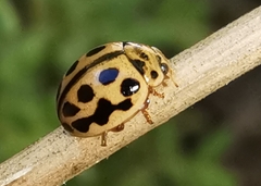 Tytthaspis sedecimpunctata