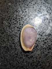 Naria erosa