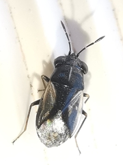 Geocoris lineolus