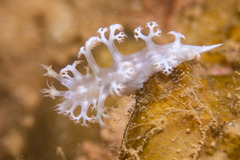 Tritoniopsis elegans