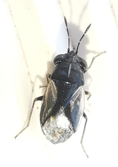 Geocoris lineolus