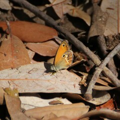 Coenonympha arcania
