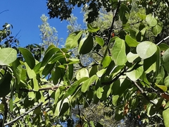 Lagerstroemia indica