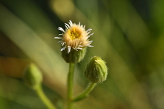 Erigeron acris