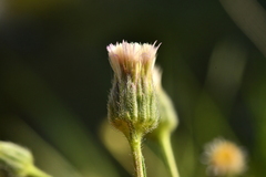 Erigeron acris