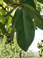 Lagerstroemia indica