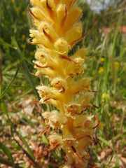Orobanche pubescens