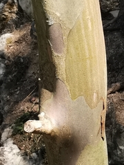 Lagerstroemia indica