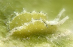 Elysia subornata