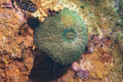 Echinomorpha nishihirai