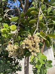 Pittosporum crassifolium