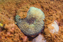 Echinomorpha nishihirai