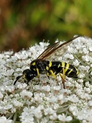 Tenthredo marginella