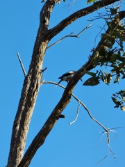 Cracticus nigrogularis