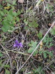 Polygala hybrida