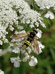 Tenthredo marginella