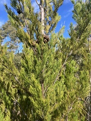 Callitris rhomboidea