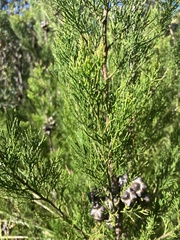 Callitris rhomboidea