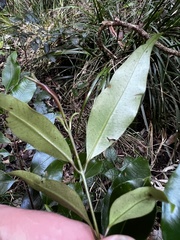 Syzygium crebrinerve