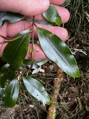 Syzygium crebrinerve