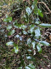 Syzygium crebrinerve
