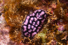 Phyllidiella