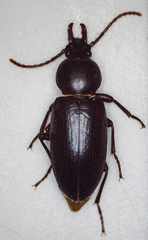 Tenebrionidae