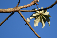 Polioptila bilineata