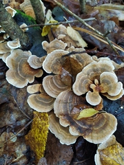 Trametes versicolor