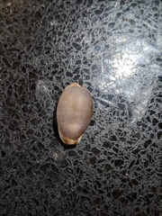 Purpuradusta gracilis