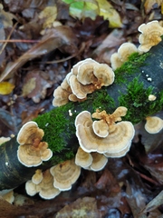 Trametes versicolor