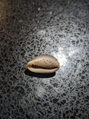 Purpuradusta gracilis