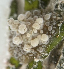 Bunodeopsis globulifera