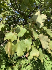 Acer opalus
