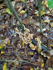 Trametes versicolor