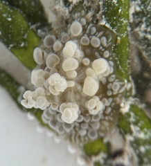 Bunodeopsis globulifera